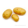 Organic Crisp And Delicious Potatoes